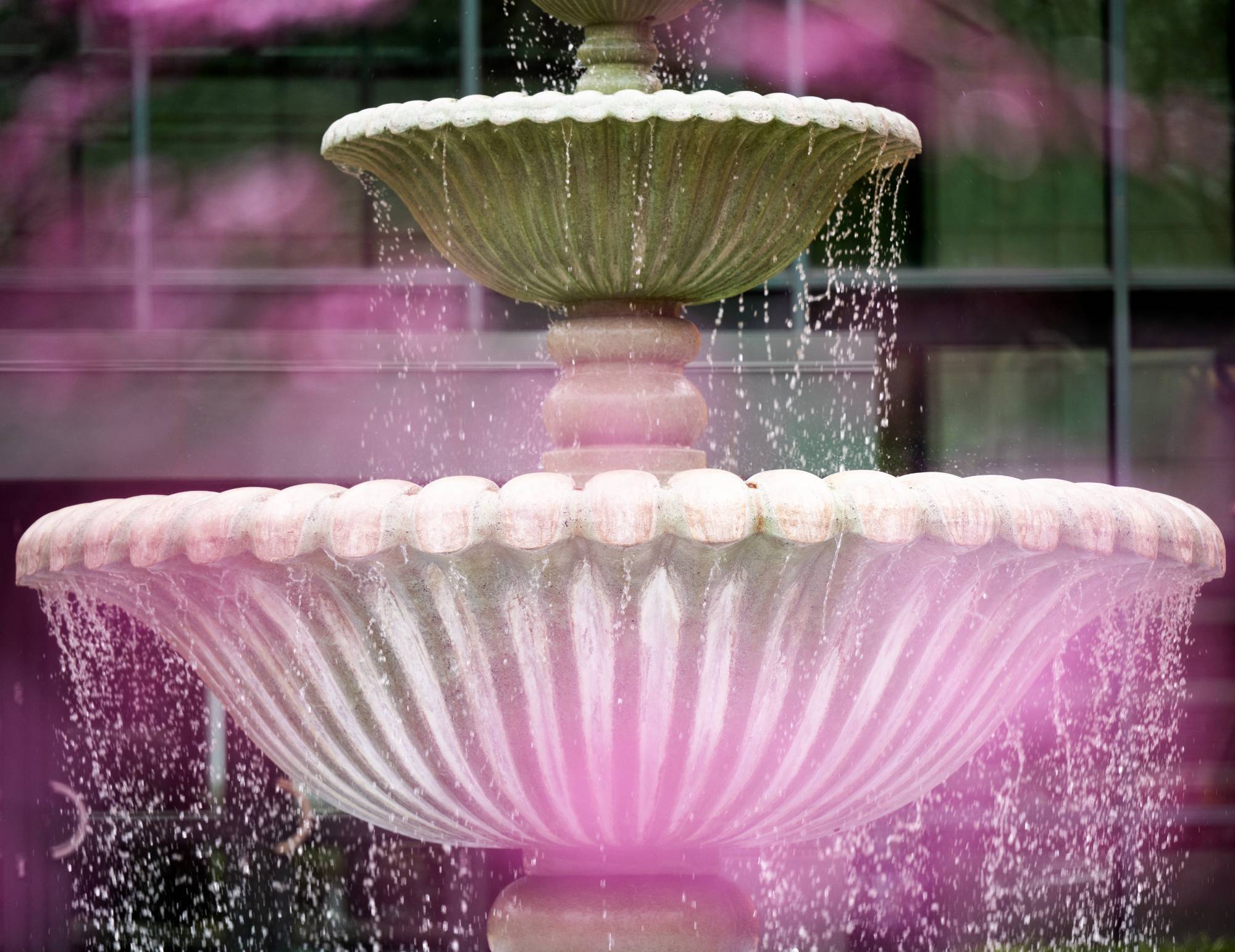Purple flowers blurry in front of the campus fountain located in front of the Student Services Building